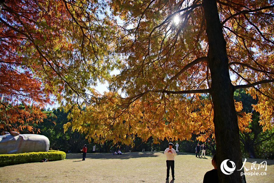 在廈門南湖公園中，落羽杉樹冠呈現綠、黃、橙、紅錯落交織的景色。人民網記者 陳博攝