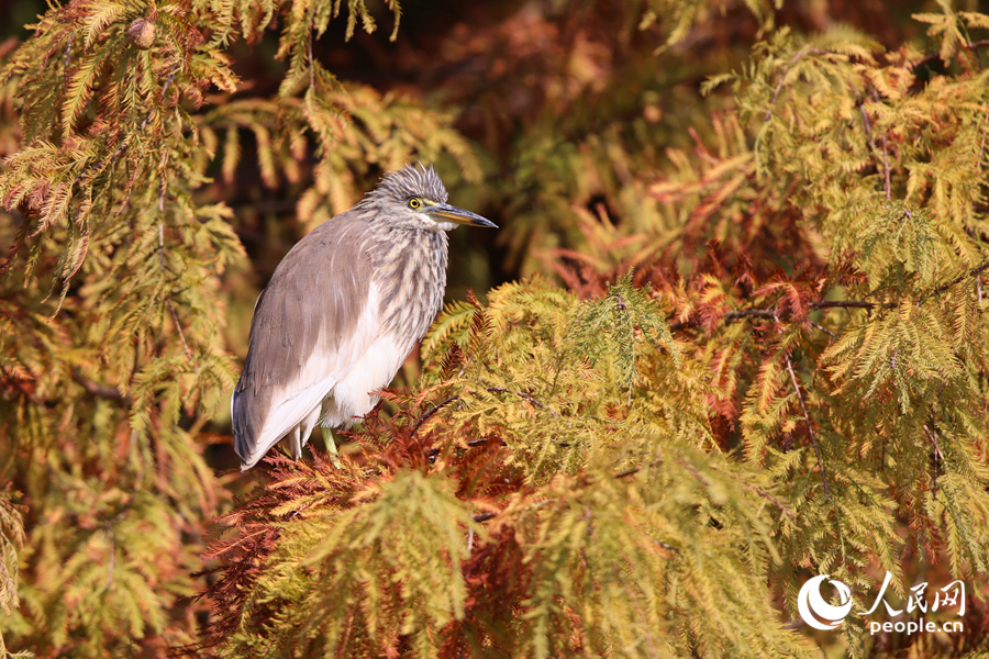 在位於廈門思明的東山水庫，池鷺在落羽杉枝頭停留。人民網記者 陳博攝