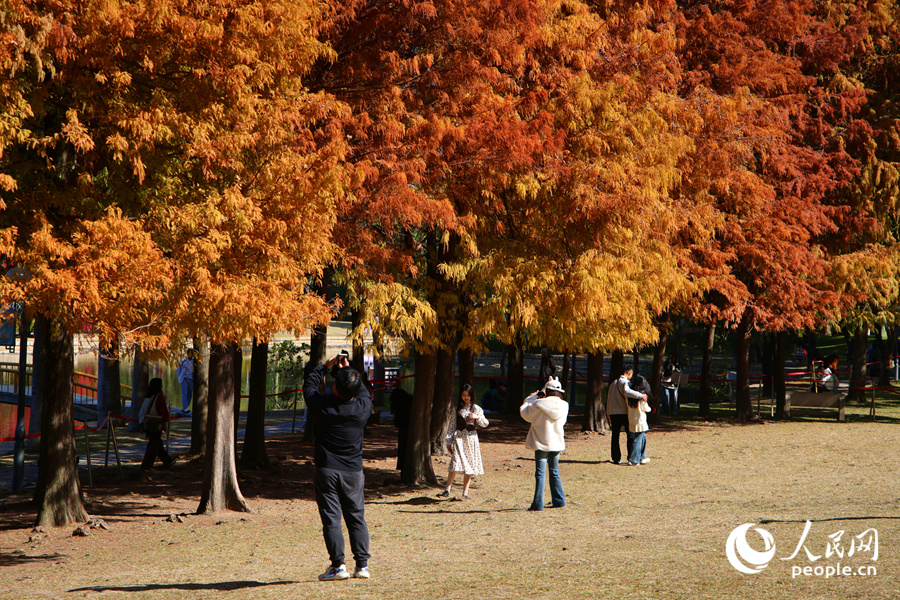位於廈門南湖公園中的落羽杉草坪，成為市民游客的休閑好去處。人民網記者 陳博攝