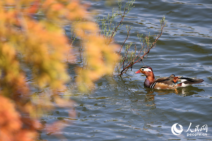 鴛鴦在落羽杉下覓食。人民網記者 陳博攝