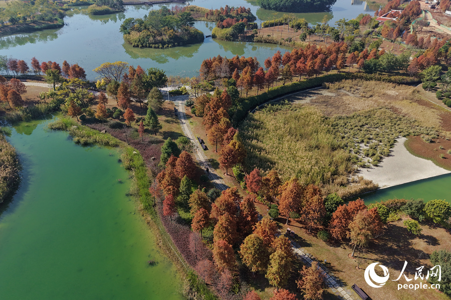 美麗而富有特色的落羽杉是廈門冬季裡的“當紅”美景。人民網記者 陳博攝