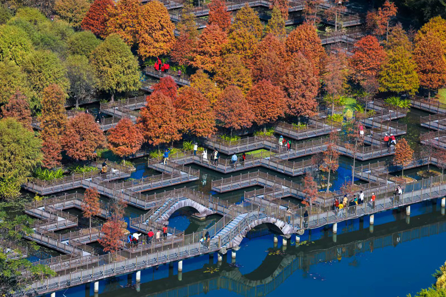 廈門五緣灣濕地公園中，游客齊聚落羽杉迷宮棧道。楊勁堅攝