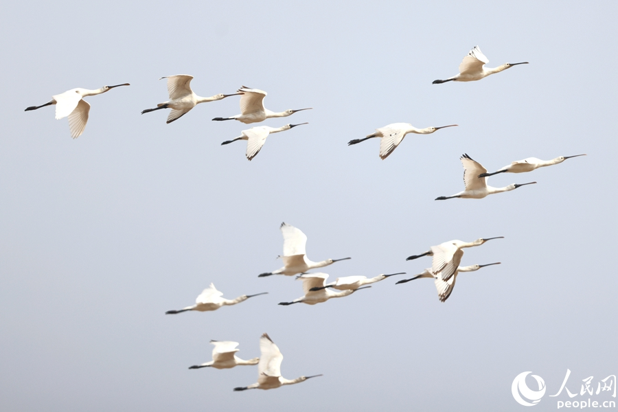 國家一級保護動物黑臉琵鷺與國家二級保護動物白琵鷺翱翔廈門。人民網記者 陳博攝
