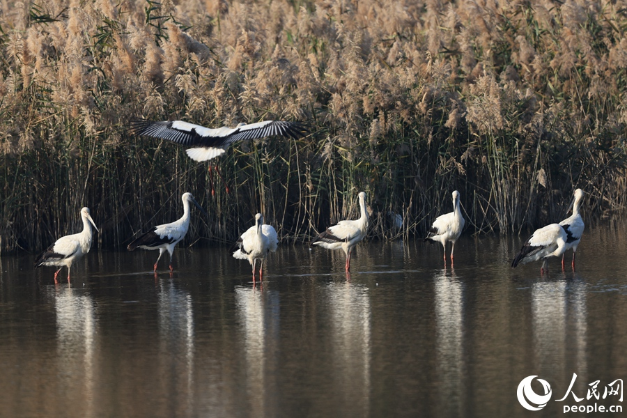 國家一級保護動物東方白鸛在廈門海滄馬鑾灣濕地棲息。人民網記者 陳博攝