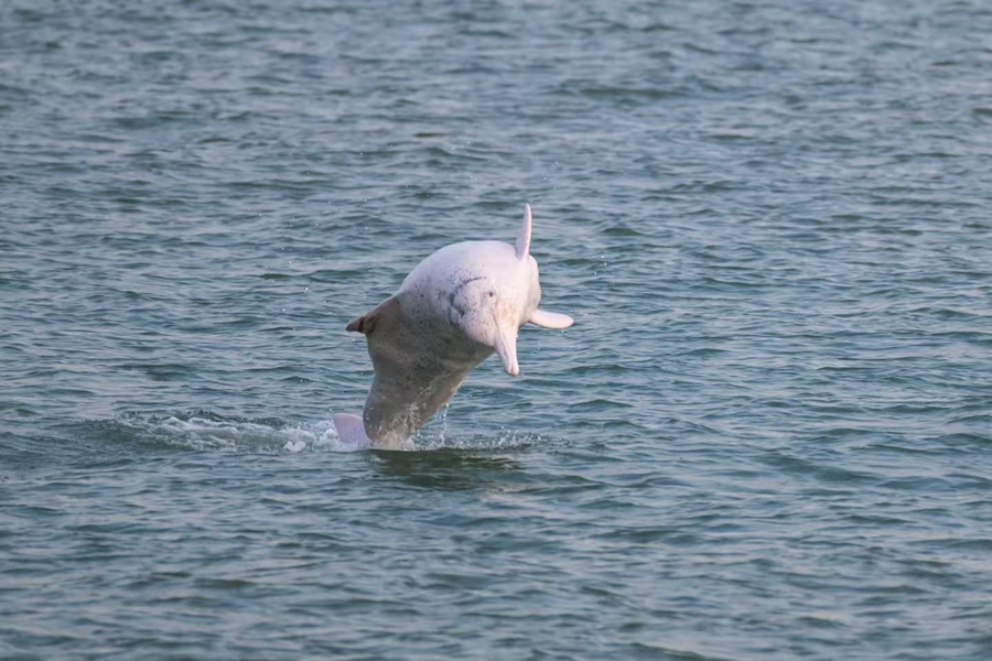 游弋在廈門海域的中華白海豚。陳超攝