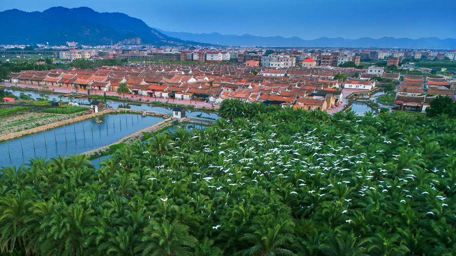 位于龙海区的埭美古村,276座燕尾脊古厝傍水而建。龙海区委宣传部供图