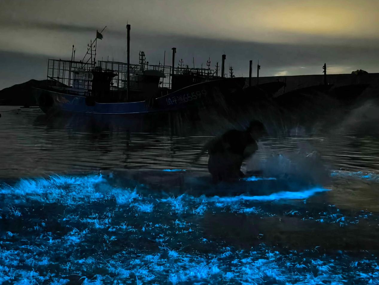 每年的3月至6月，入夜的平潭海边常常翻涌起荧光色的海浪，如星辰入海般唯美，吸引众多市民游客寻“泪”而来。康磊摄