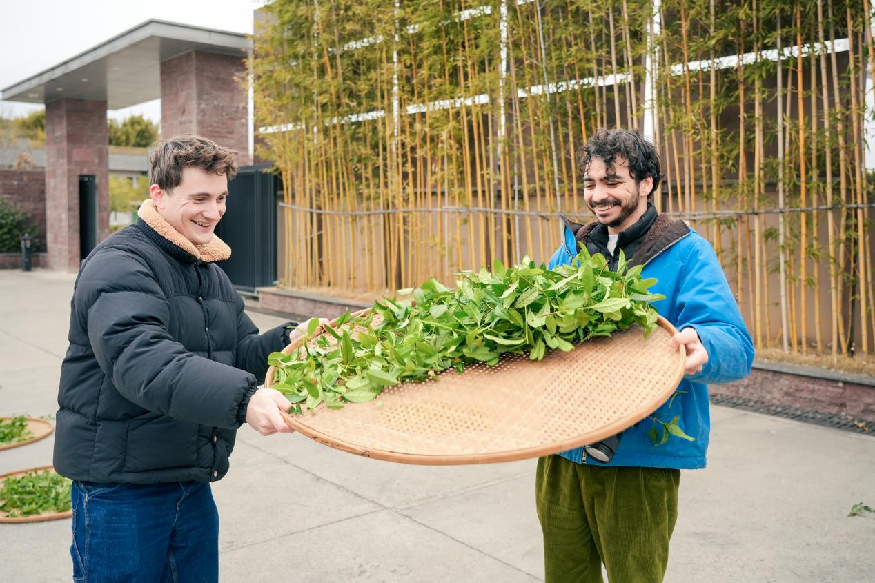 体验传统制茶流程摇青