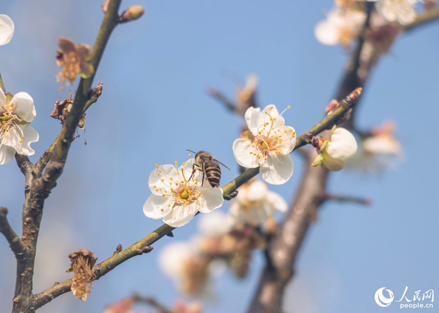 一隻蜜蜂正在採食花蜜。人民網 林銘賢攝