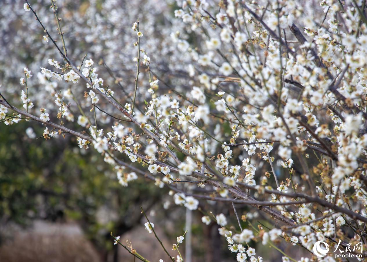 白梅綴滿枝頭。人民網 林銘賢攝