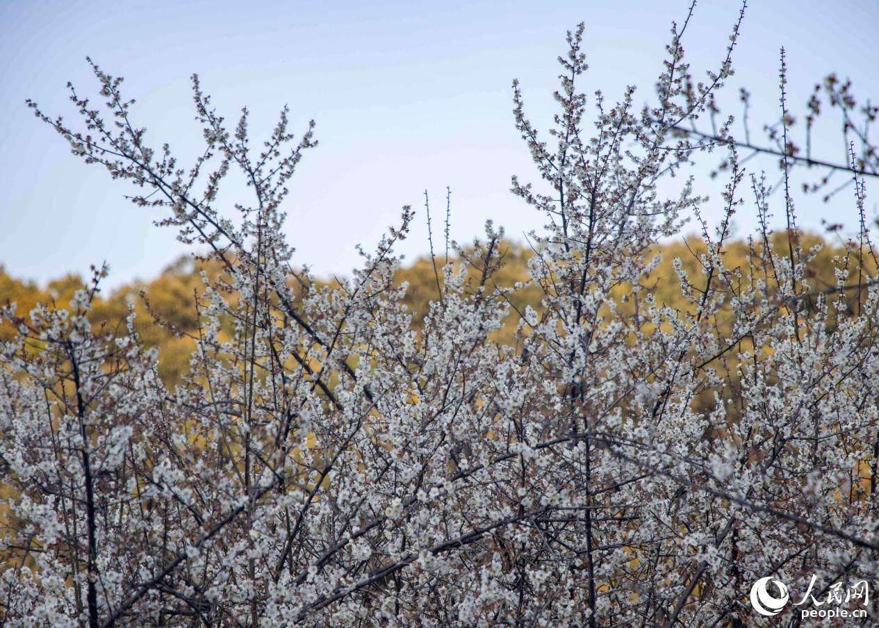 福州永泰素有“中國李梅之鄉”的稱號。人民網 林銘賢攝