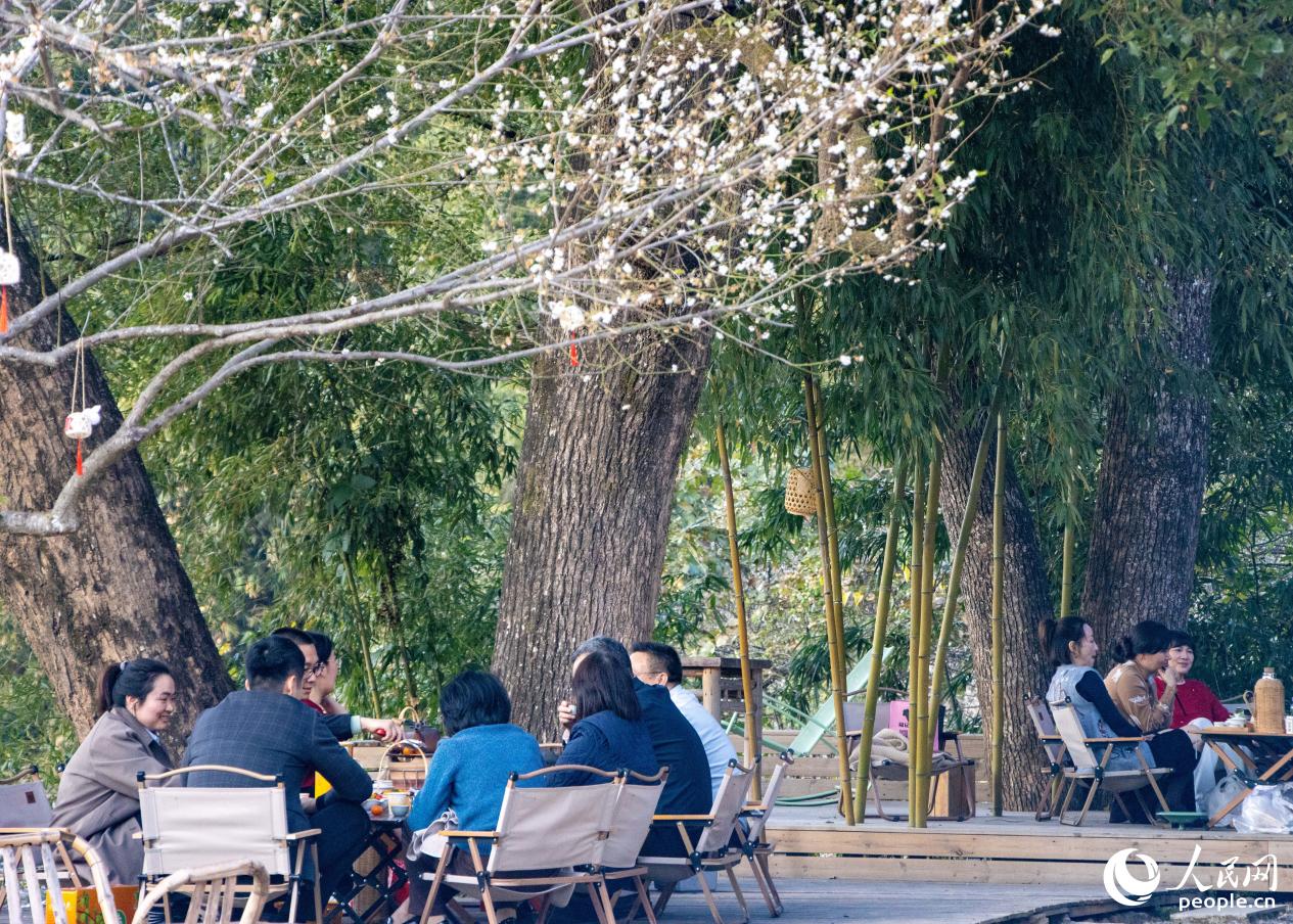 游客在梅花下圍爐煮茶。人民網 林銘賢攝