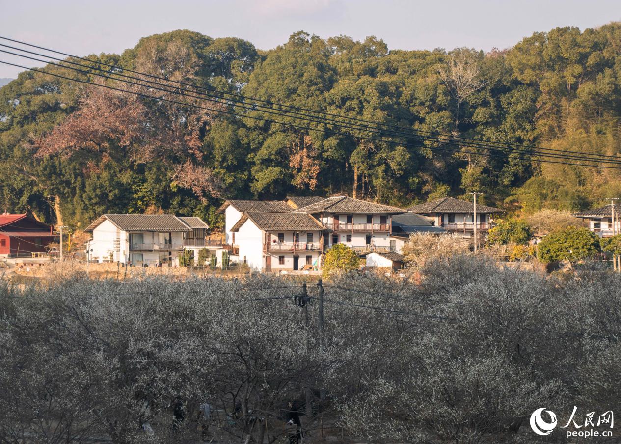 永泰縣葛嶺鎮是當地核心賞梅區之一。人民網 林銘賢攝