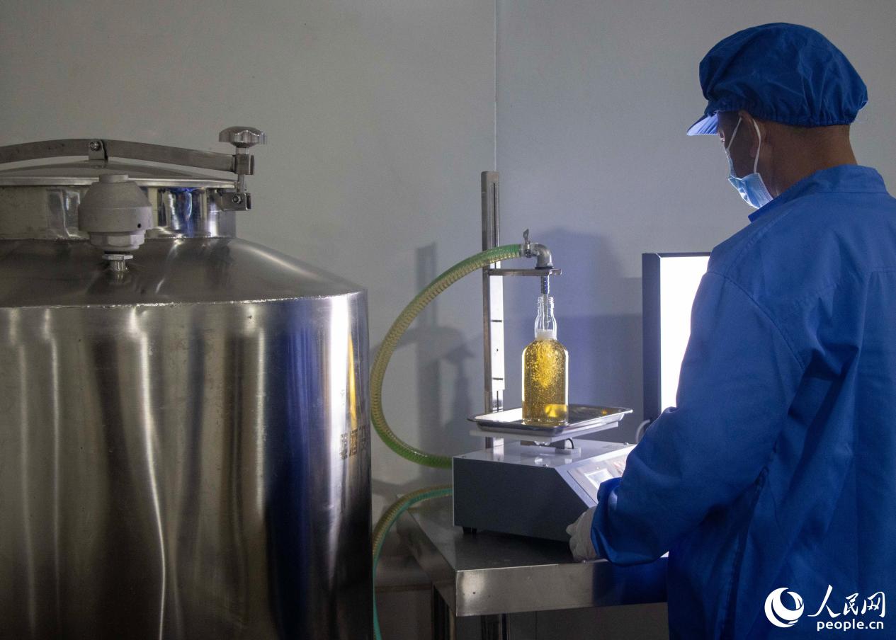 工廠內，工人正在罐裝梅酒。人民網 林銘賢攝