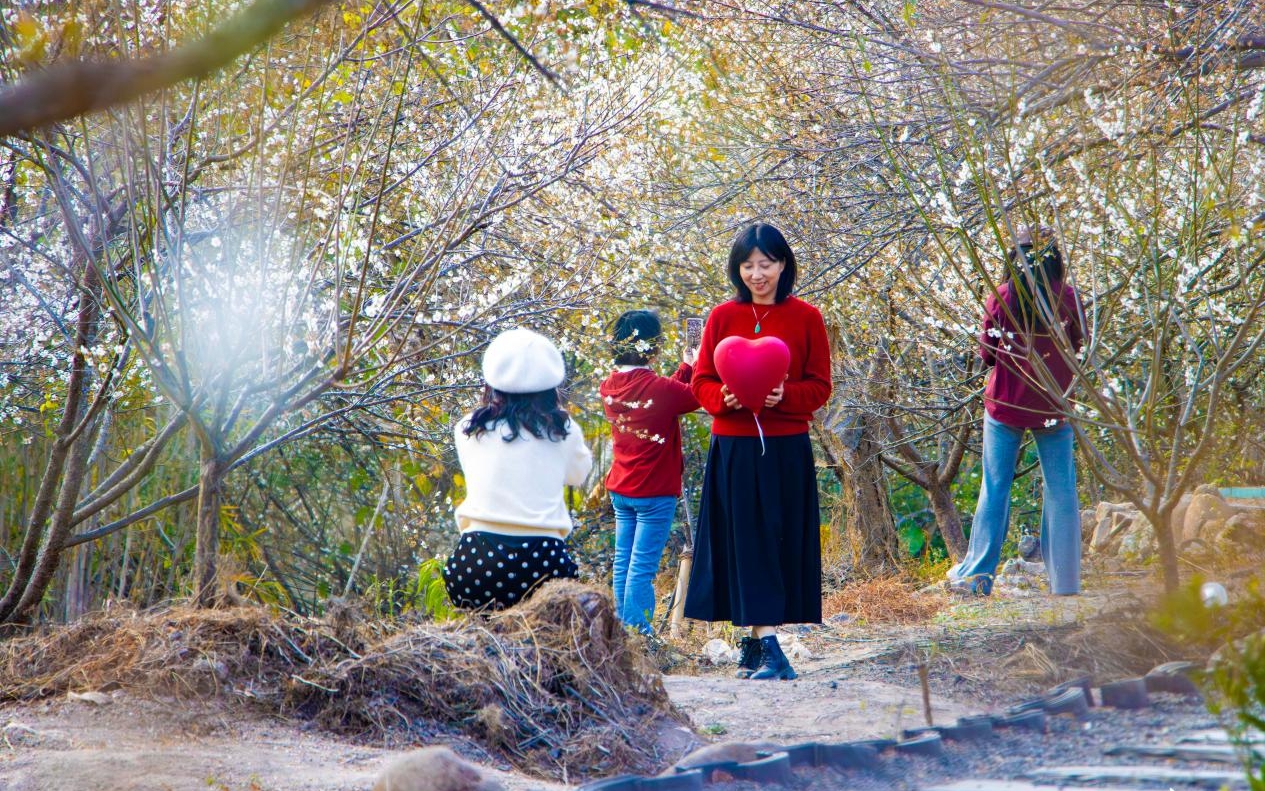 福建永泰：漫山“雪”色 梅香引客来