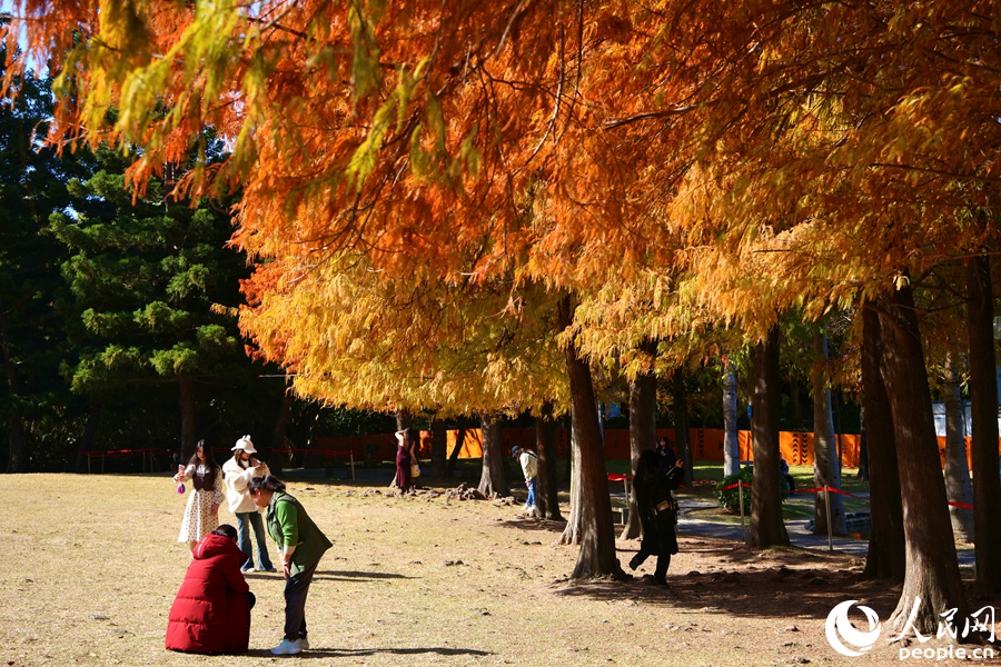 廈門市民在南湖公園游覽。人民網記者 陳博攝