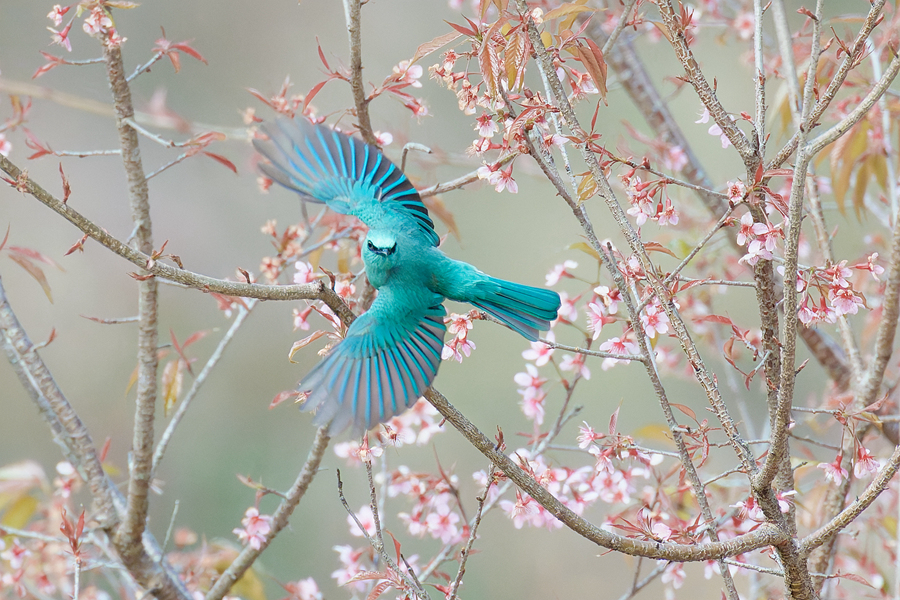 銅藍鹟在櫻花樹枝頭飛行穿梭。樂偉麟攝