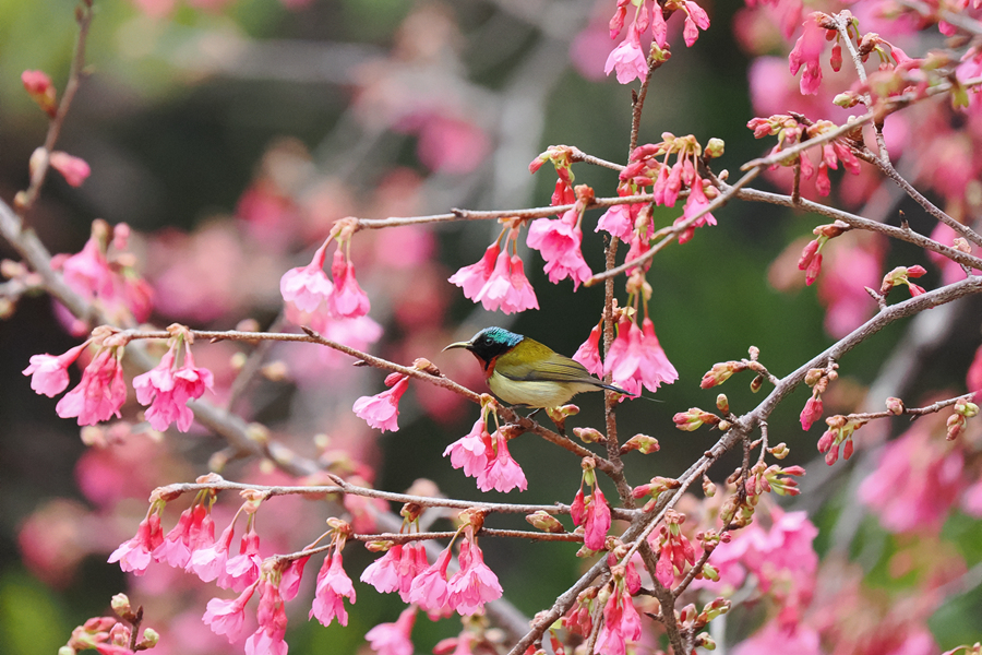 叉尾太陽鳥靚麗的羽毛與櫻花相互映襯。陳俏伊攝
