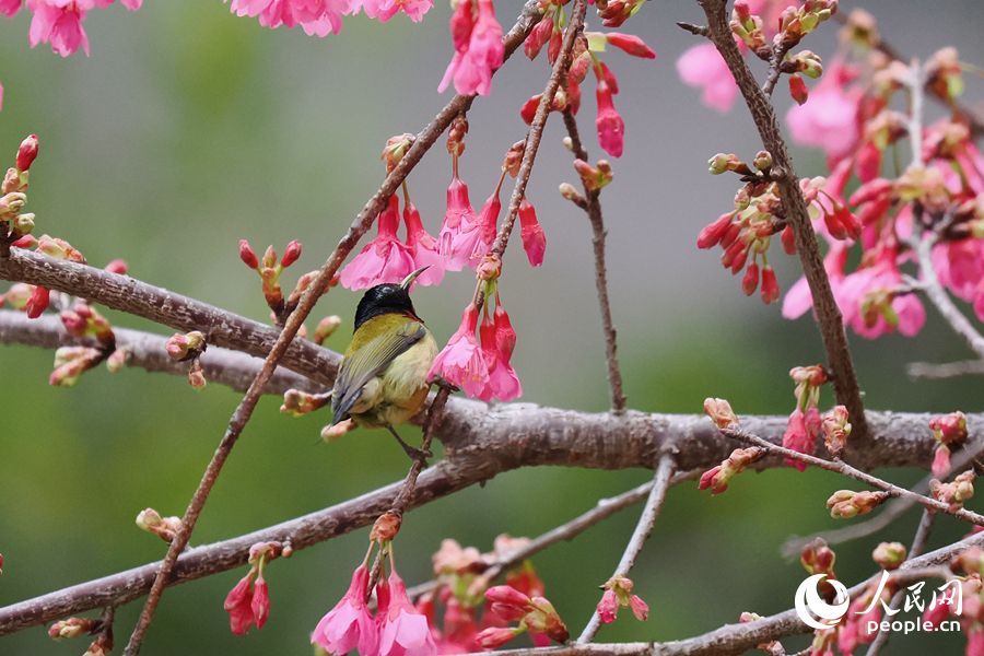 叉尾太陽鳥在櫻花枝頭小憩。人民網記者 陳博攝