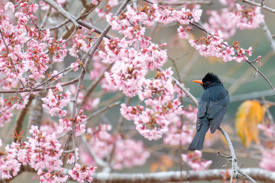 黑短腳鵯在櫻花樹冠上遠眺。樂偉麟攝