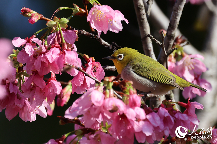 暗綠繡眼鳥在櫻花枝頭停留。人民網記者 陳博攝