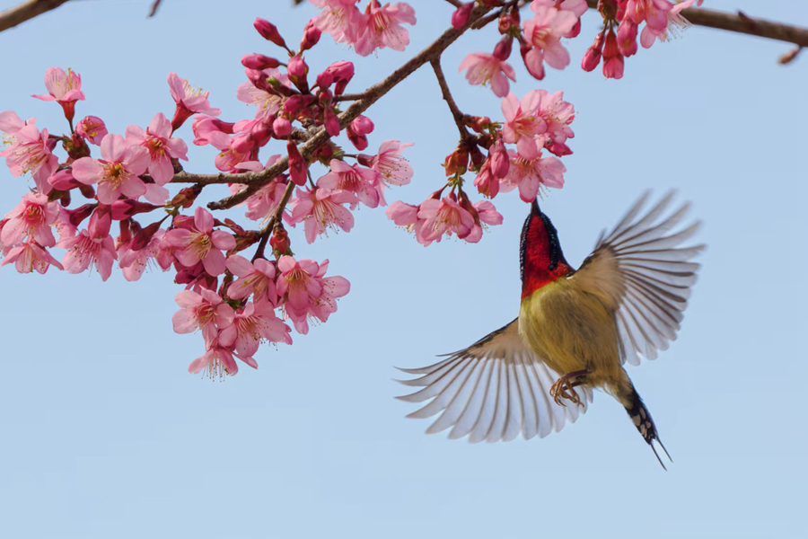 叉尾太陽鳥在櫻花枝頭展翅。周志強攝