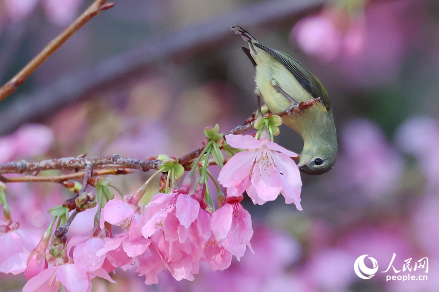 櫻花初開引鳥來。人民網記者 陳博攝