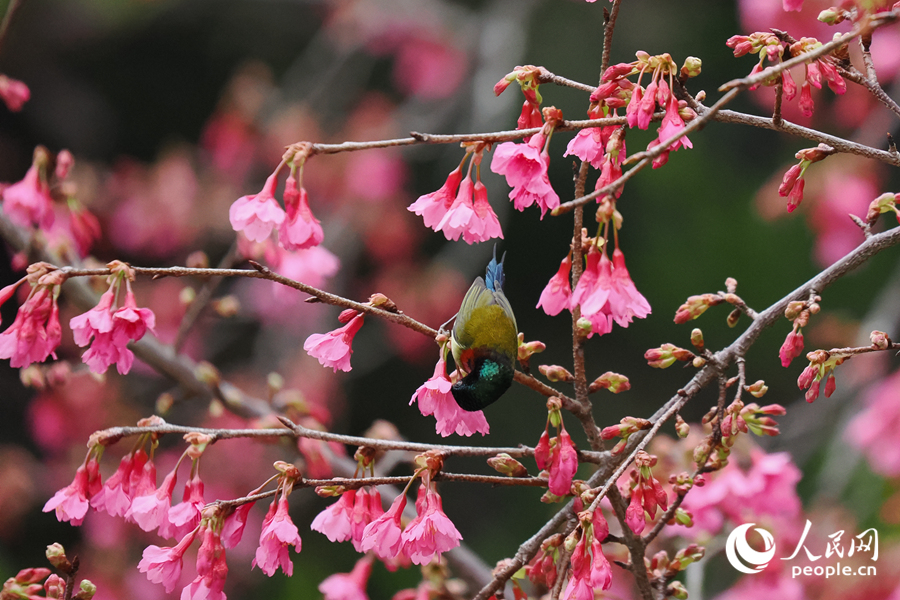 叉尾太陽鳥在櫻花樹上覓食。人民網記者 陳博攝
