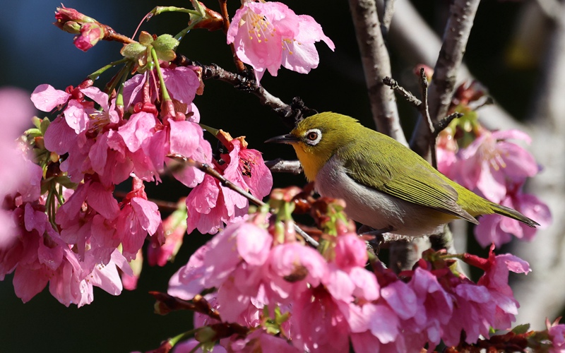 厦门: 樱花初绽放  鸟儿喜闹春