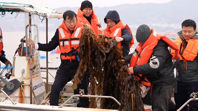 打撈裙帶菜