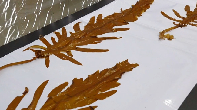 霞浦縣養殖的首批裙帶菜嫩苗