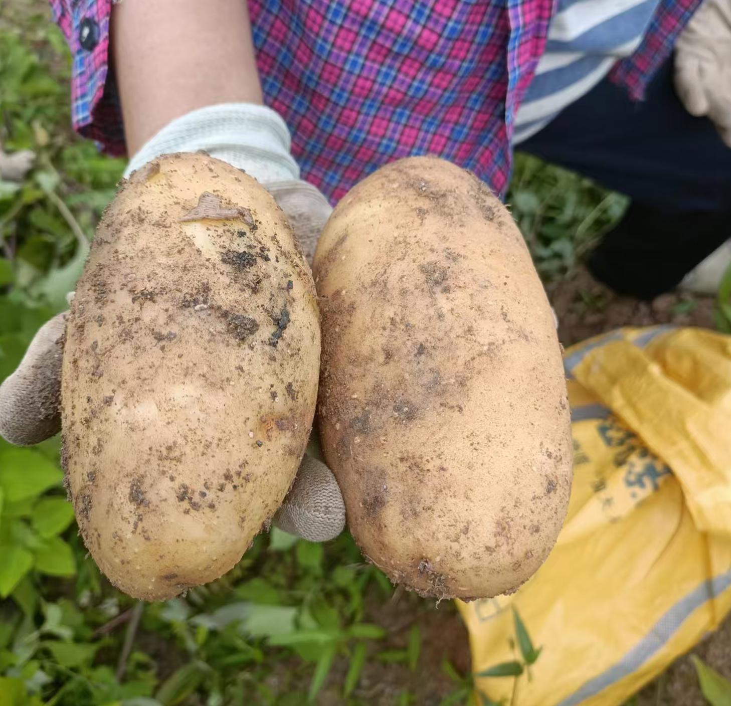 首批土豆已成熟。温忠长摄