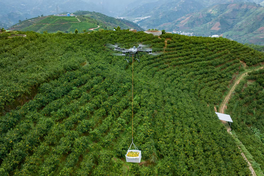 无人机“秋收”。何建华摄