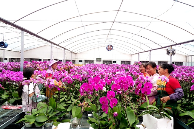 花农们忙着管理、换盆、定型、组盆等工作，准备打包发往全国各地