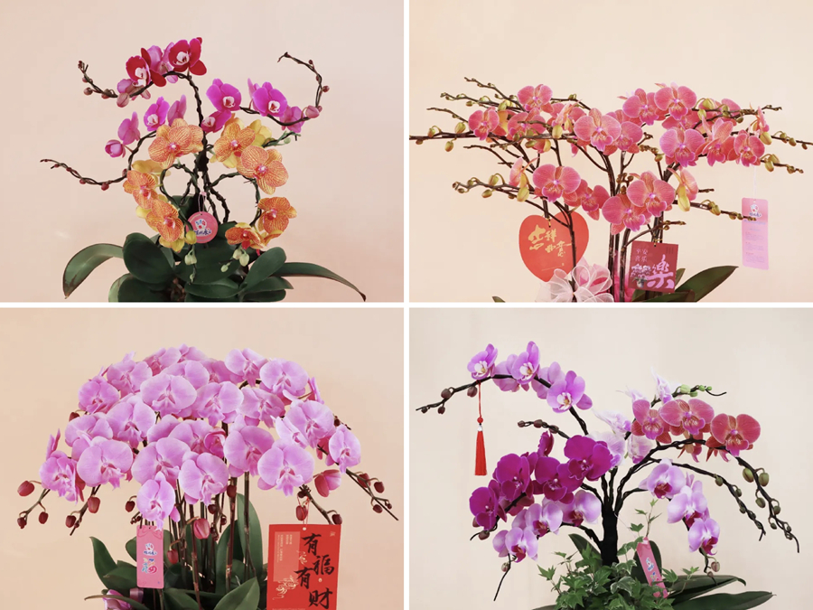各式各樣的蝴蝶蘭品種供不應求