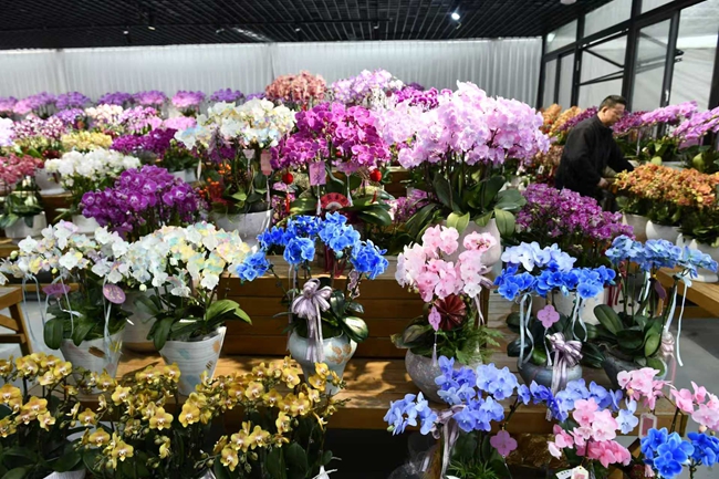 满堂春色花似锦。黄海摄