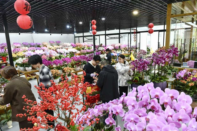 市民选购花卉。黄海摄