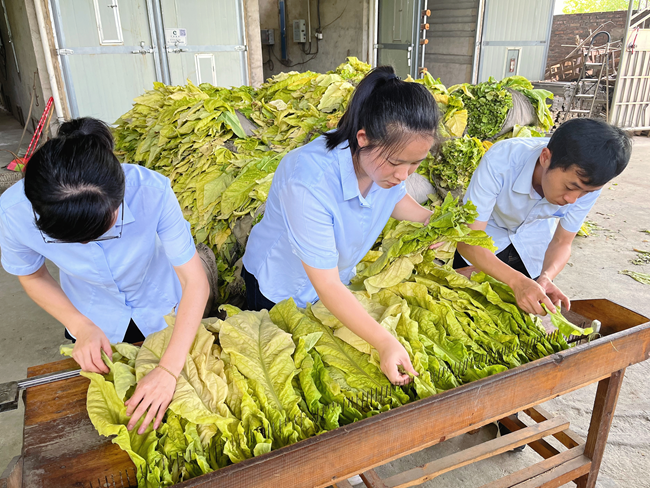 志愿者帮助烟农编烟装夹。方步钦摄
