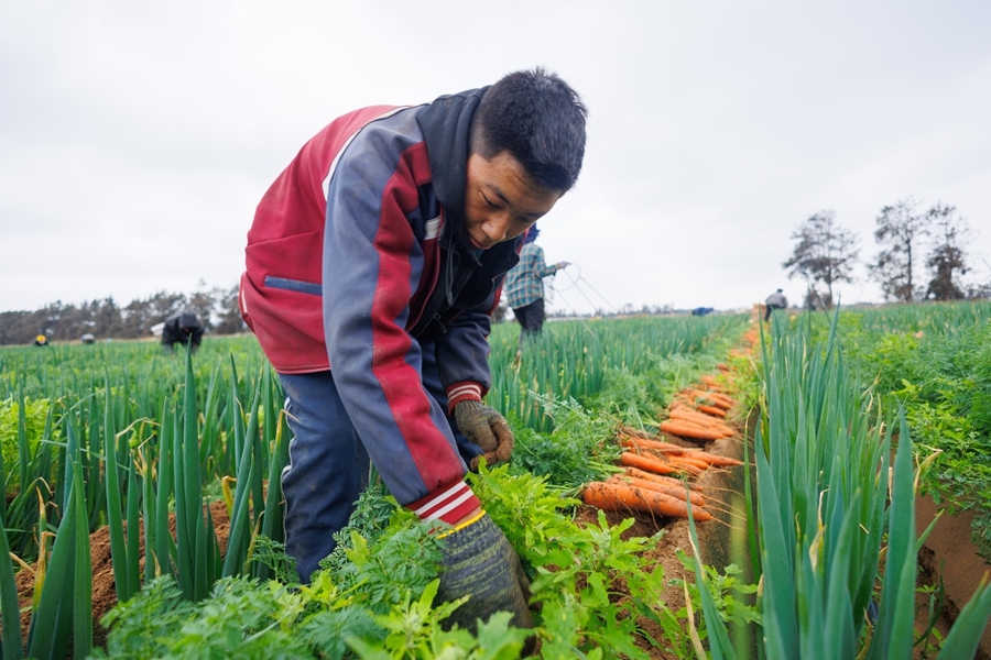工人正在採收胡蘿卜