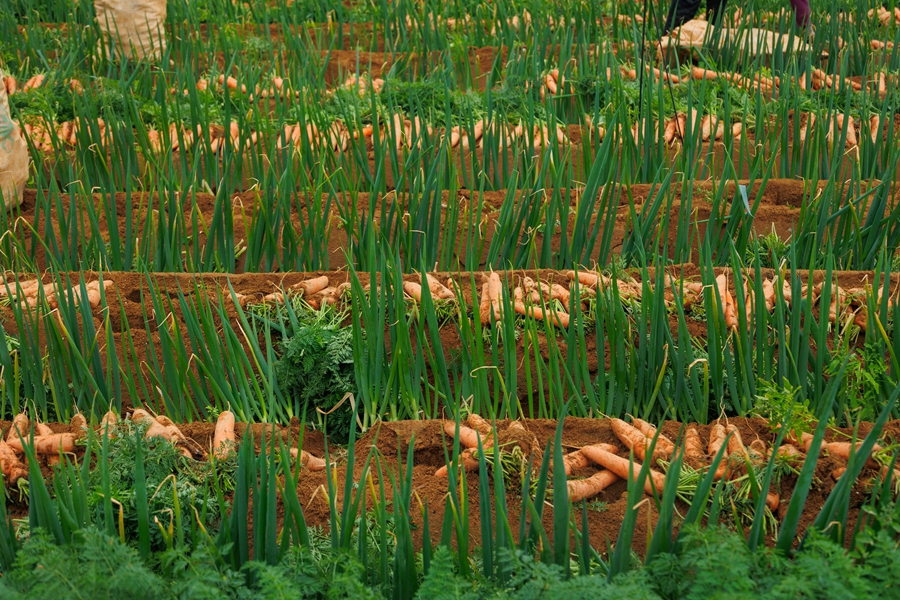 橙紅色的胡蘿卜與綠蔥相映成趣