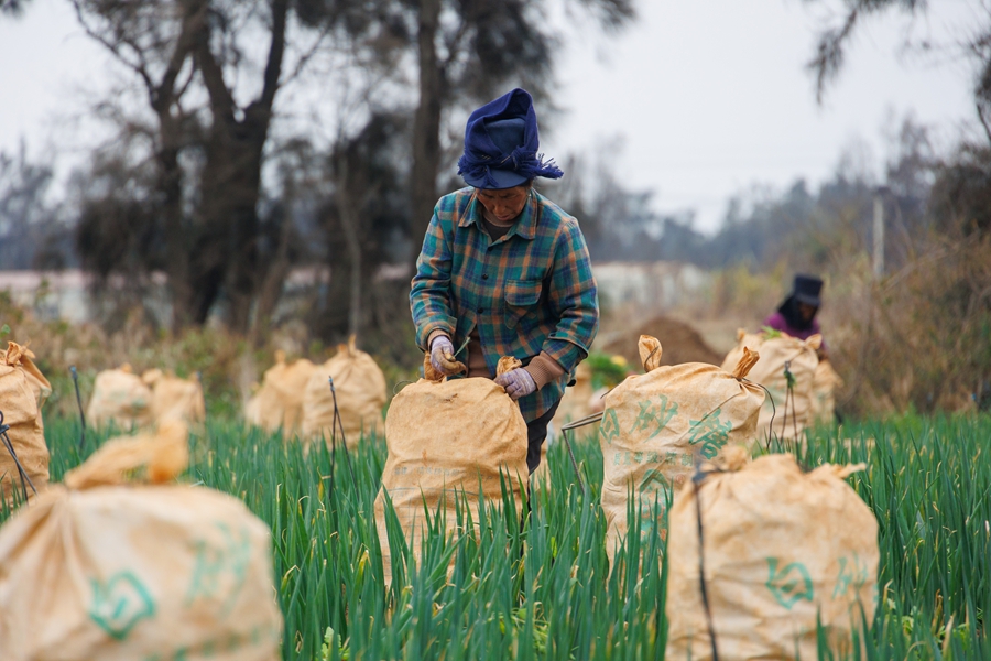 將採收下來的胡蘿卜裝袋