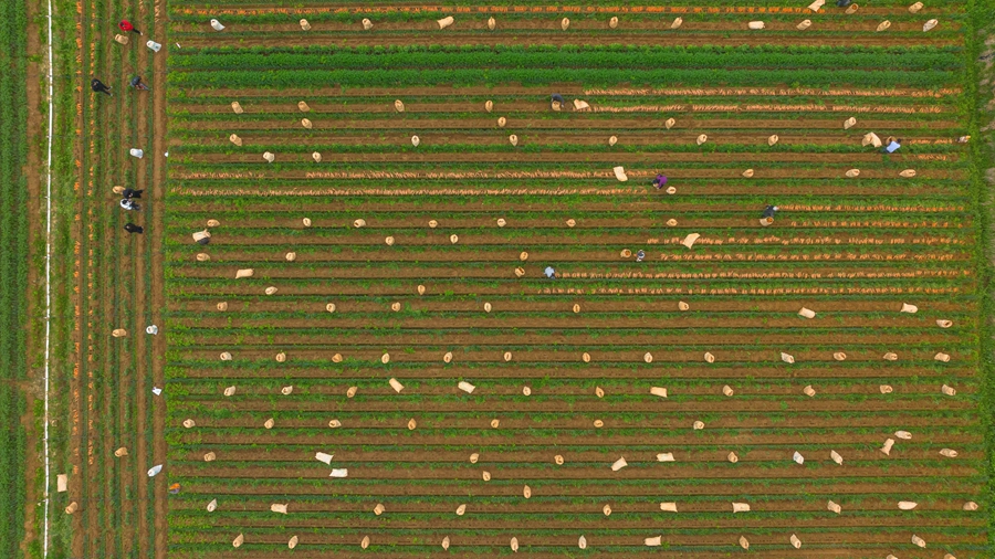 東光村千畝胡蘿卜種植基地