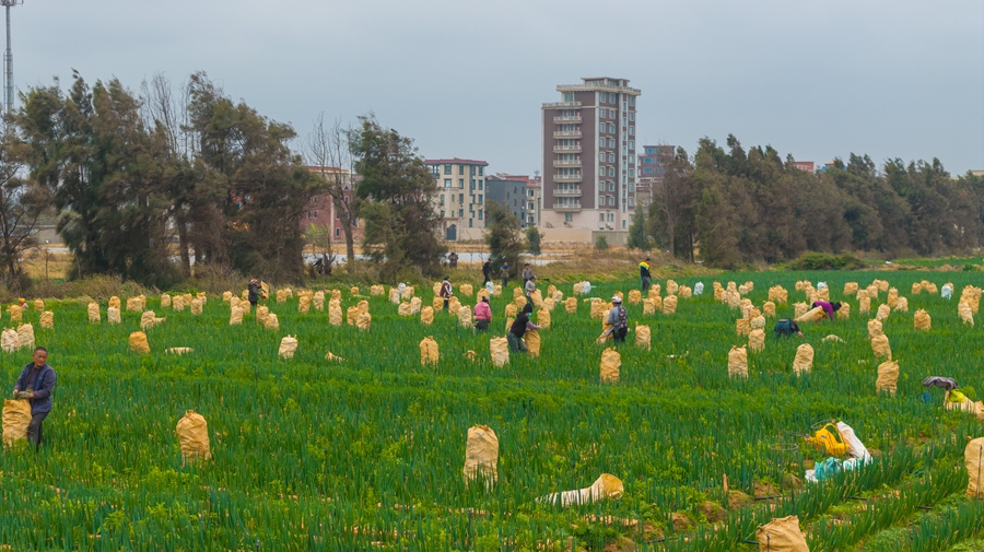 工人們分工有序，拔蘿卜、去纓、裝袋、運載。
