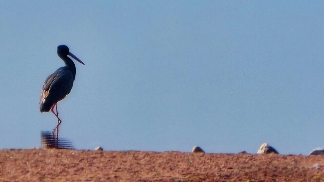 黑鸛現身石竹山景區。王隆濱攝