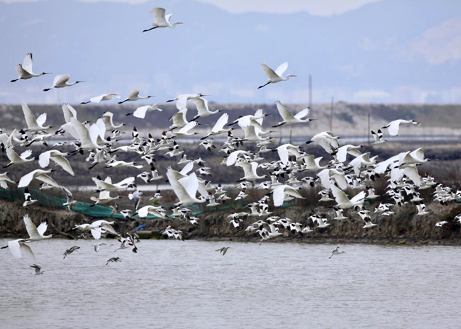 群鳥飛翔。圖片來源：福建林業