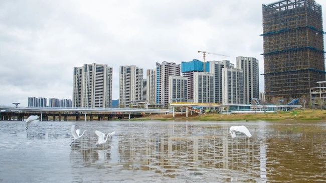 城海共生、人鳥相鄰的和諧畫面印証著福清生態保護的成效。圖片來源：福清市影像中心