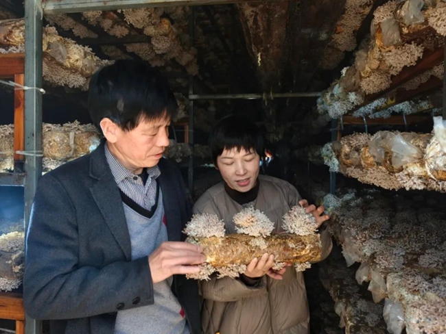 引種的龍爪菇產量高、品質優，有助於帶動當地群眾增收