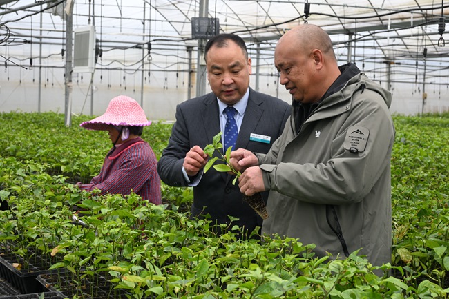 在福建龙岩长汀县涂坊镇，李文慰正在了解企业的百香果苗培育和销售情况