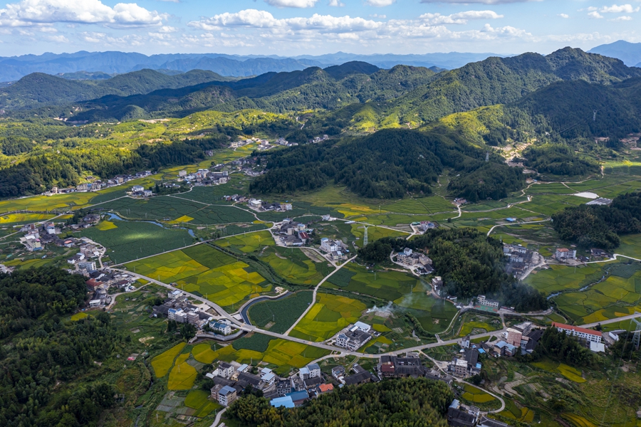 樟坂村綠油油的農田煥發生機