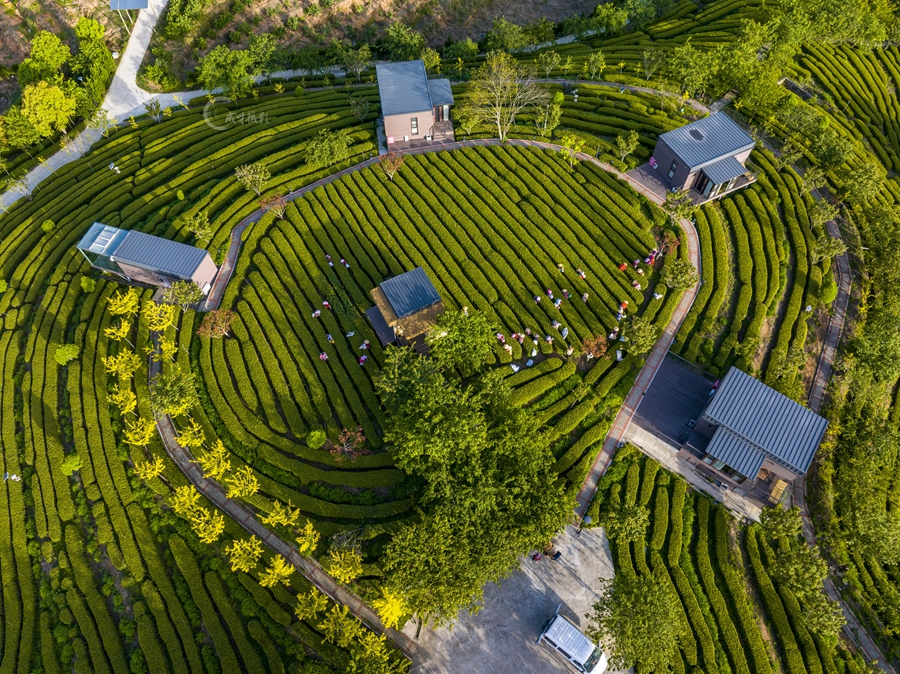 草木古千畝碧綠茶田
